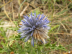 Blumen