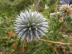 Blumen
