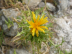 Blumen