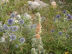 Blumen